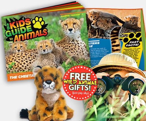animals bundle